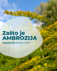 alergija na ambroziju